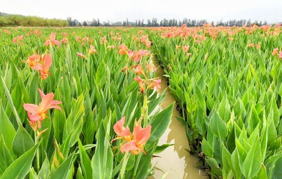 水生植物生態(tài)作用是什么？