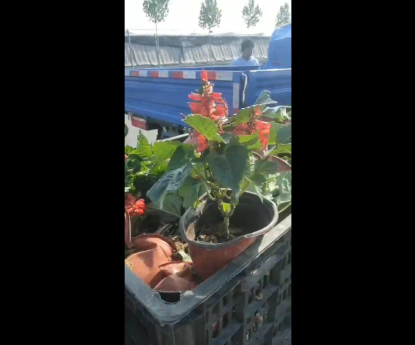 時(shí)令草花 - 一串紅