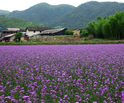 柳葉馬鞭草花海