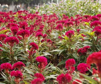 雞冠花