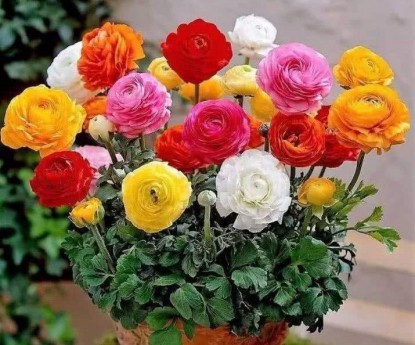 芹葉牡丹