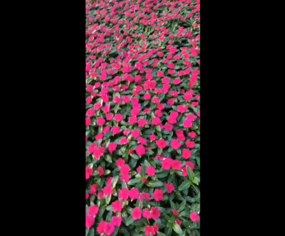 時(shí)令草花 - 長(cháng)春花