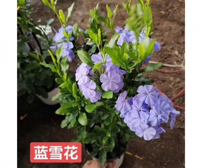藍雪花