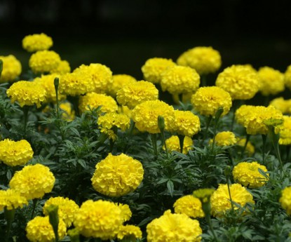 國慶菊