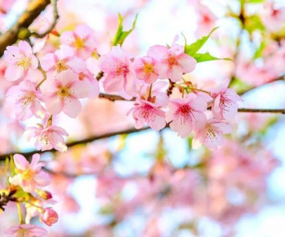 櫻花