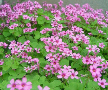 紅花酢漿草