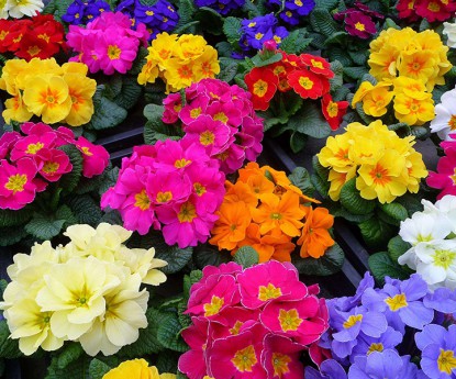 報春花