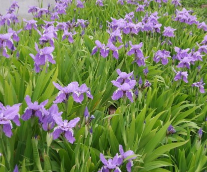 藍花鳶尾