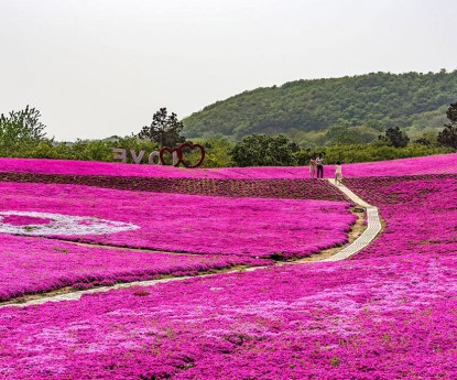 芝櫻花海