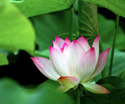 水芙蓉