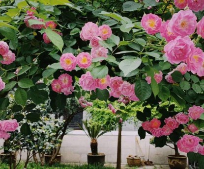 薔薇月季