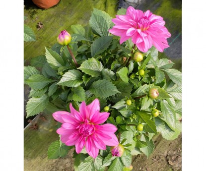 小麗花