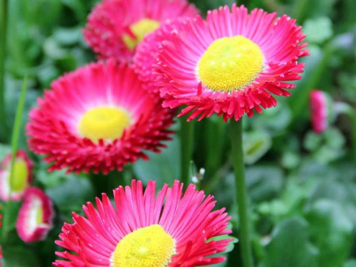雛菊