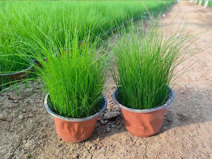 細莖針茅