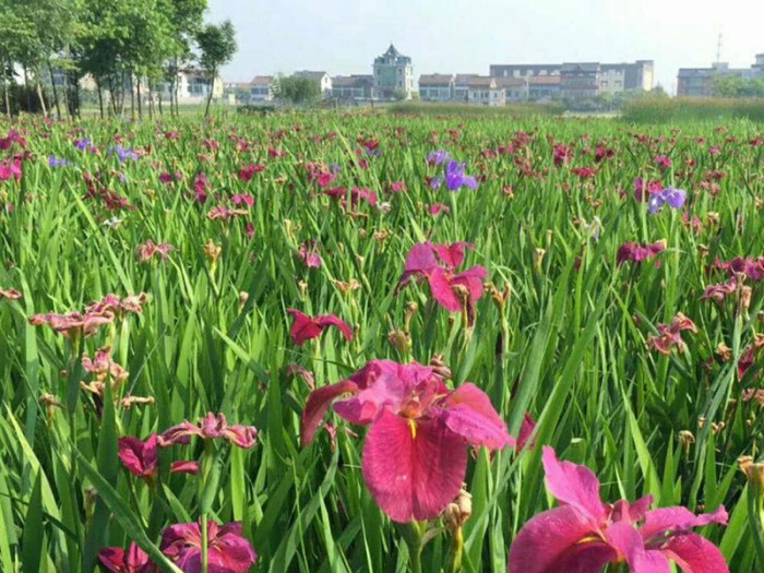 西伯利亞鳶尾