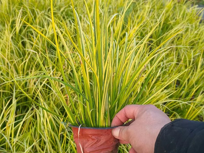 金葉石菖蒲