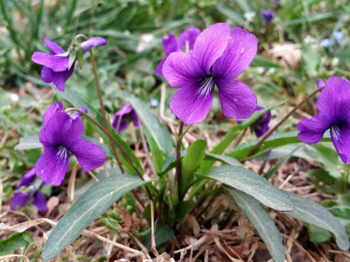 紫花地丁