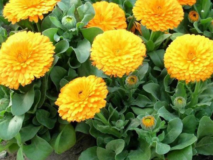 金盞菊