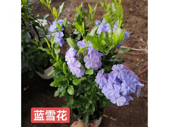 藍雪花