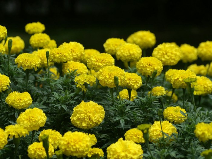 國慶菊