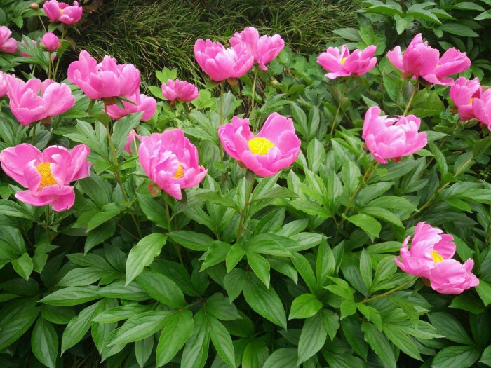 芍藥