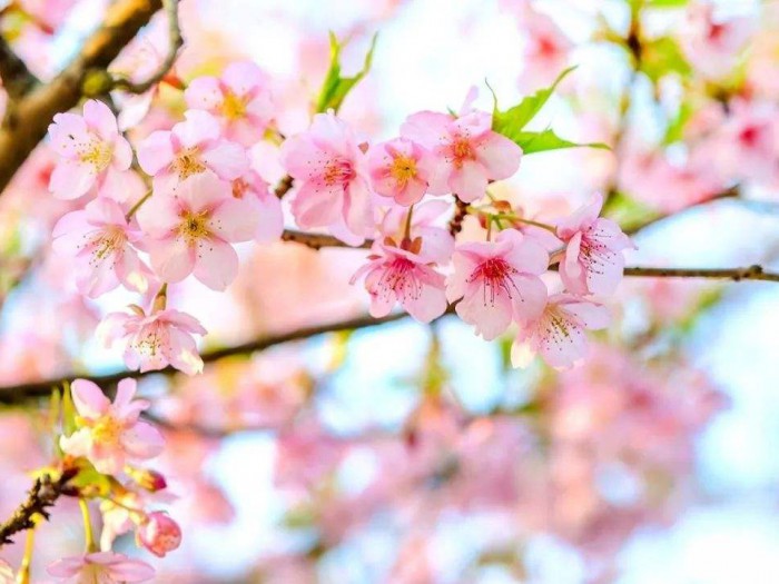 櫻花