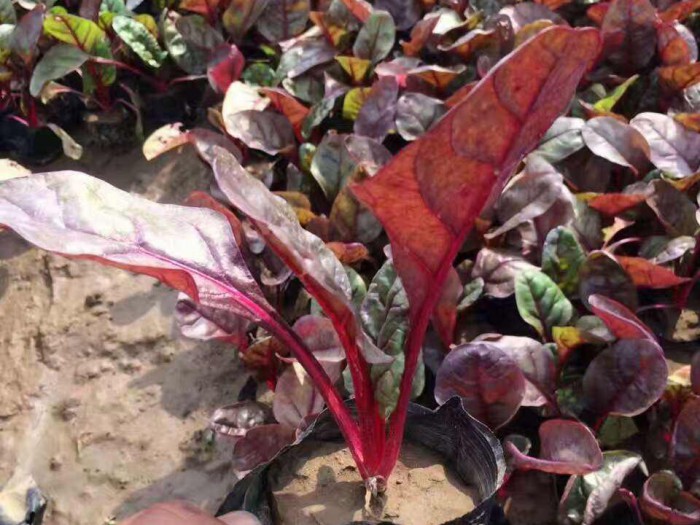 紅葉甜菜