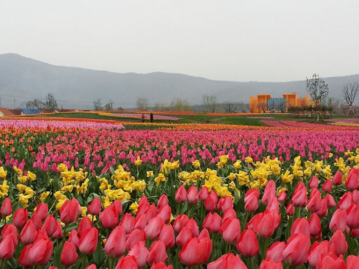 郁金香花海