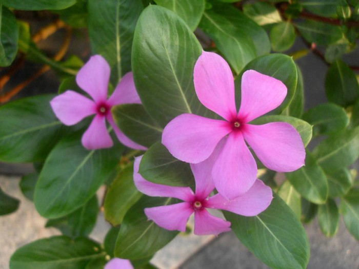 長春花