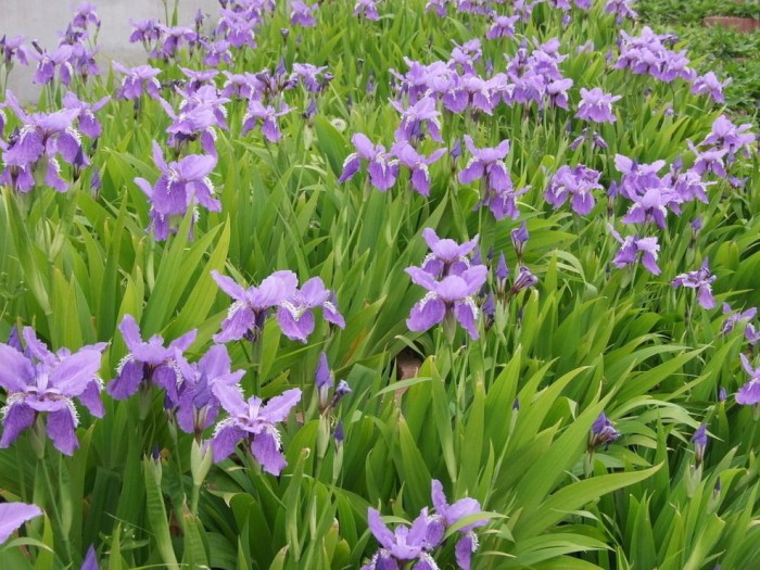 藍(lán)花鳶尾