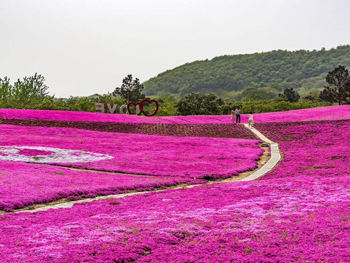 芝櫻花海