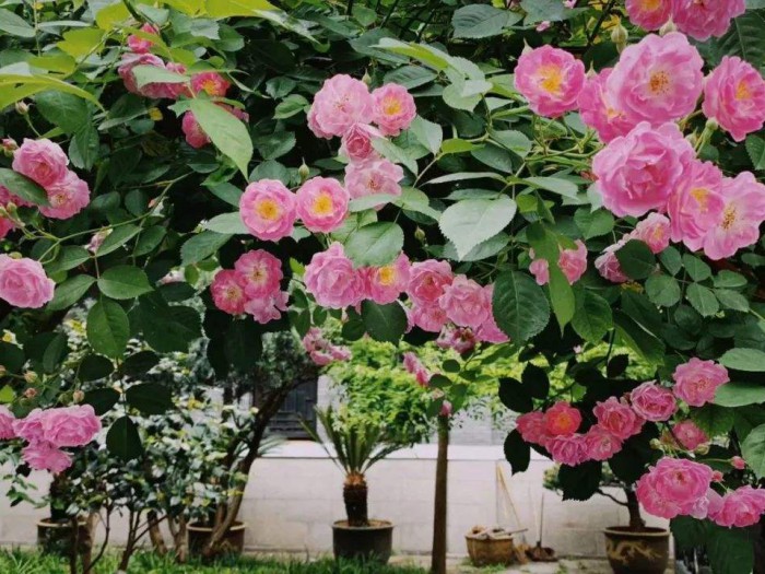 薔薇月季