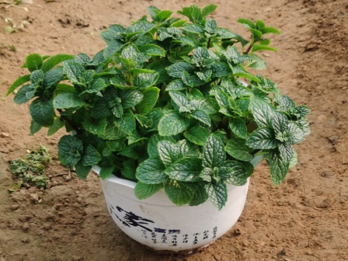薄荷