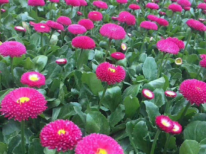 雛菊